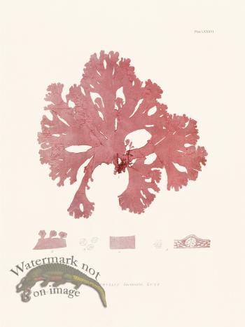 Bradbury Seaweed 086